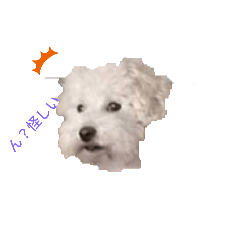 pokopoko_20241023143637