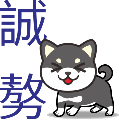 Black Shiba Inu practicing Taiwanese 2