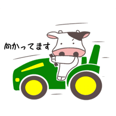 Noko's cow