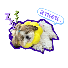 Shih Tzu - salon_20241023233542