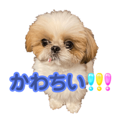 Puku_20241023215057
