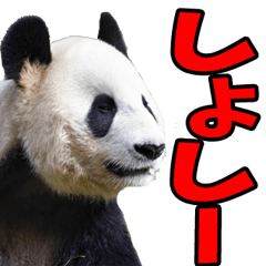 秋田弁☆パンダ