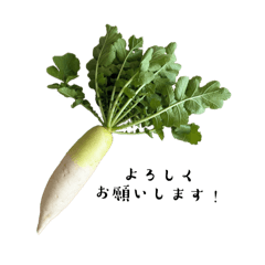 北海道産 敬語でいろいろお野菜