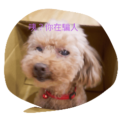 Q胖小狗狗