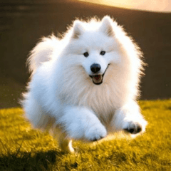 Samoyed Dog Fluffy Stamp