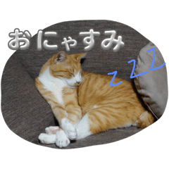 Kinako is peaceful cat