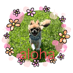 aloha_20241024213515