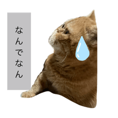 mikanchu_20241025133858