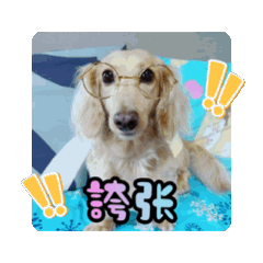 臘腸狗豆豆59♡動起來♡