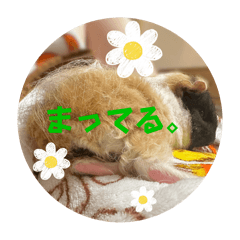 degu_moru_kona_20241025014241