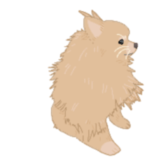 POMERANIAN_REN