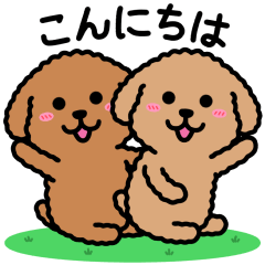 The world of the toy poodle (everyday)