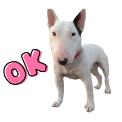 bull terrier Bob