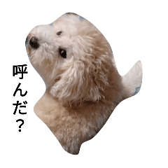 pokopoko_20241025224009