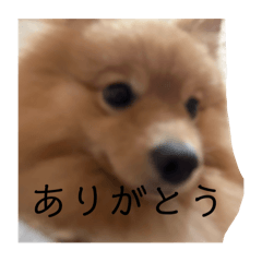 Eve愛犬をイメージして作りました