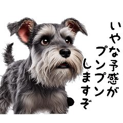 犬のミニチュアシュナウザーです。