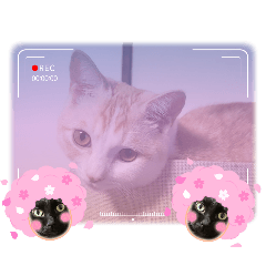 manabecho925_20241025203800