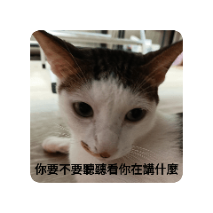 酒咪貼圖