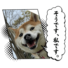 shiba_20241026165111