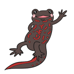 Japanese newt communicates its feelings!