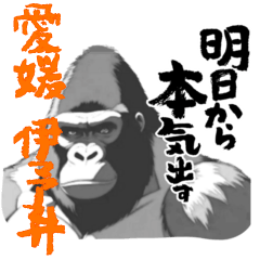 Powerful Gorilla - Ehime Dialect