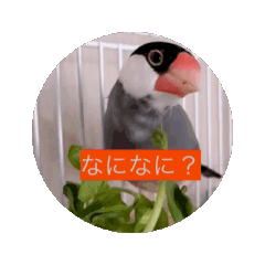 bird_20241027201033