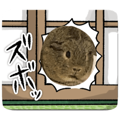 Cute MORU (Guinny pigs) – LINE貼圖 | LINE STORE