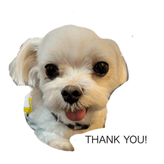 うちの子可愛い2(犬、猫)