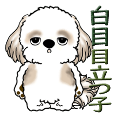 Shih tzu 2024(with someone close to you)