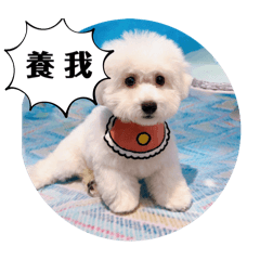 Bichon_Snowbie