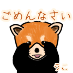 Uko's lesser panda