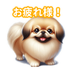 Super cute Pekingese!