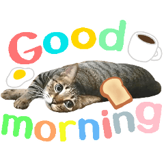 Brown tabby cat Sticker.9