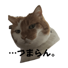 Irohas_20241027163524