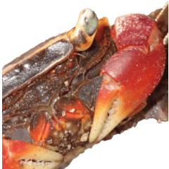 Crab without wording2-BIG