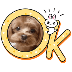 kokoko_20241028125051