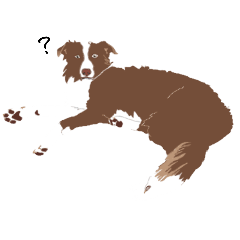 brown border collie