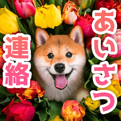 Shiba Inu Greeting and Contact Sticker