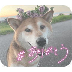 shiba_2024_