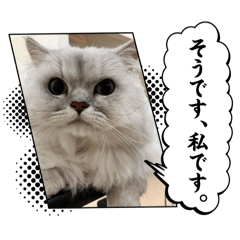 koara_20241028232238