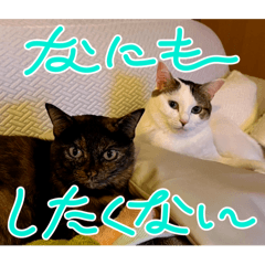 koara_20241028234118