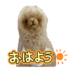 alpaca_20241027125211