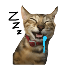 Summer Meow