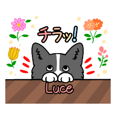 青木家のボーダーコリー       Funny Luce