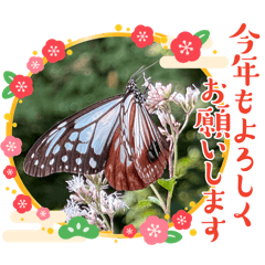 Stickers for chestnut tiger butterfly