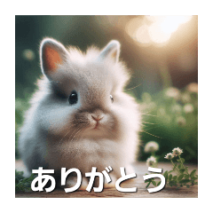 netherland dwarf fluffy rabbit