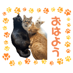 nekocawaii_20241029145146