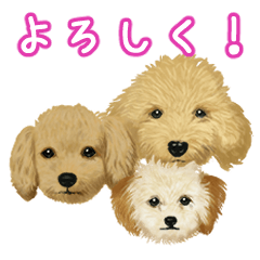 [bulu] Cute & Fluffy Toy Poodles