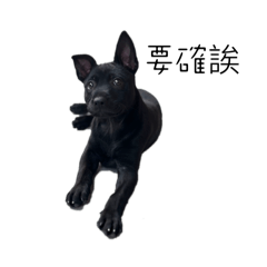 黑犬妮妮