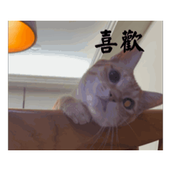 Funny Cat Chickenrice